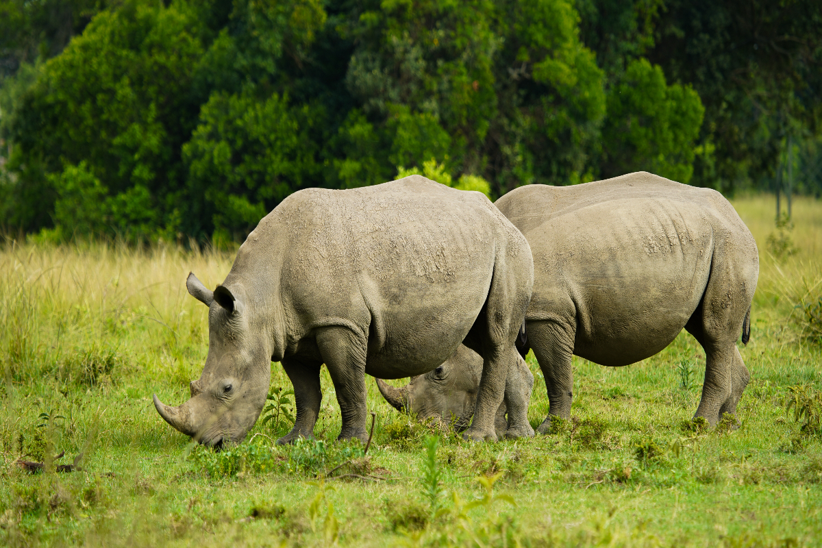 RHINO pic2-fotor-2024032713377