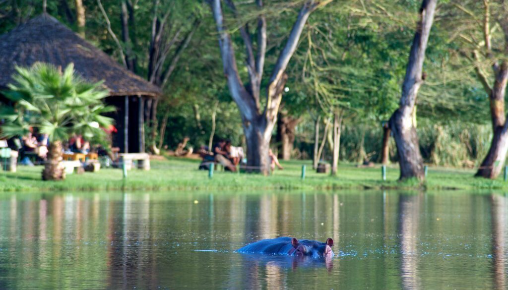 hippo shot