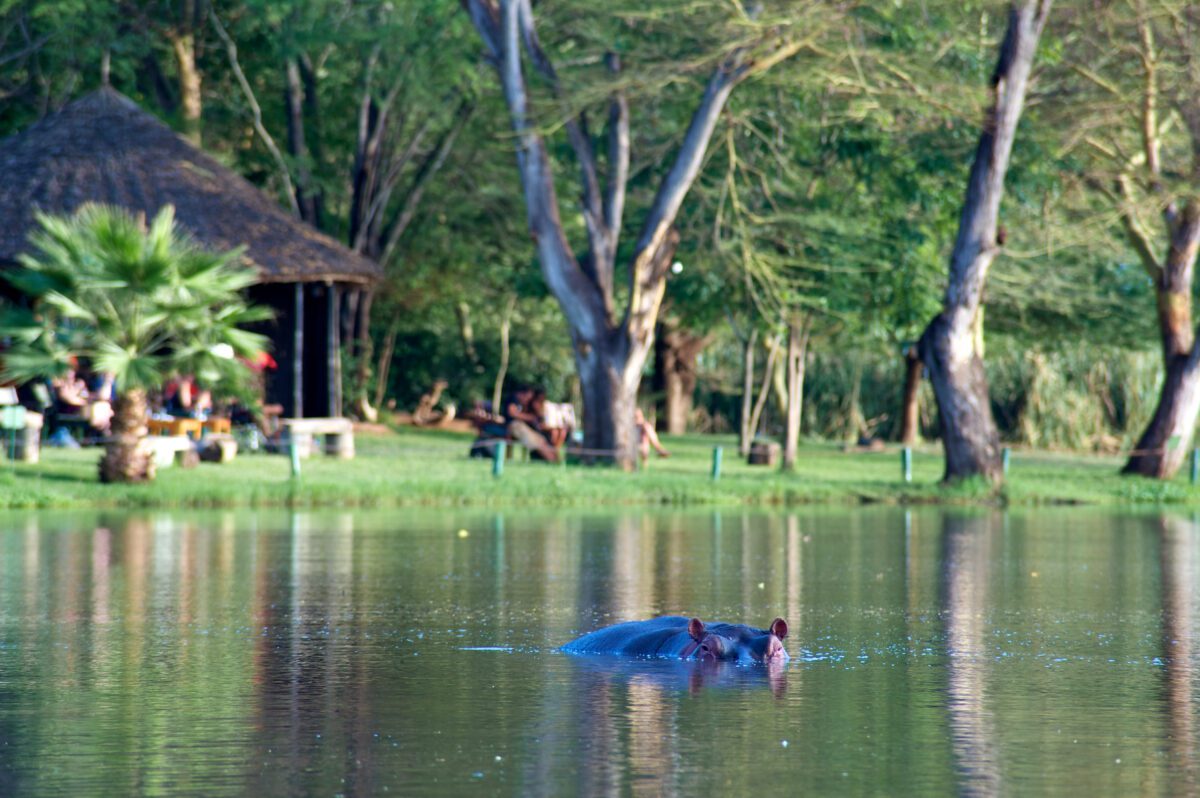 hippo shot