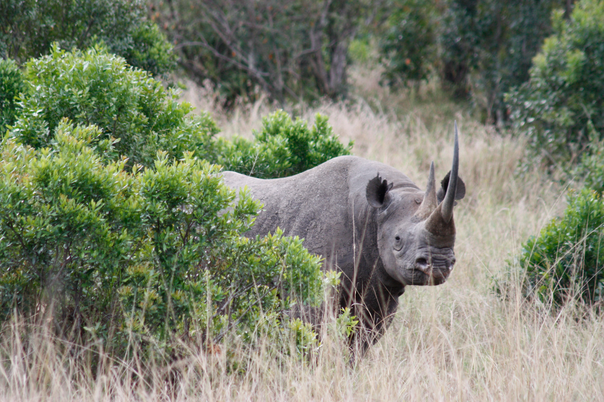 rhino pic-fotor-20240326182533