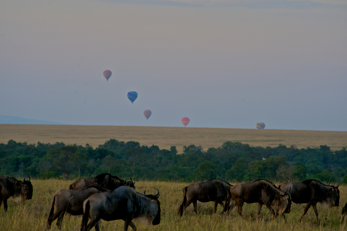 wilderbeasts with hot air ballons-fotor-20240320172023