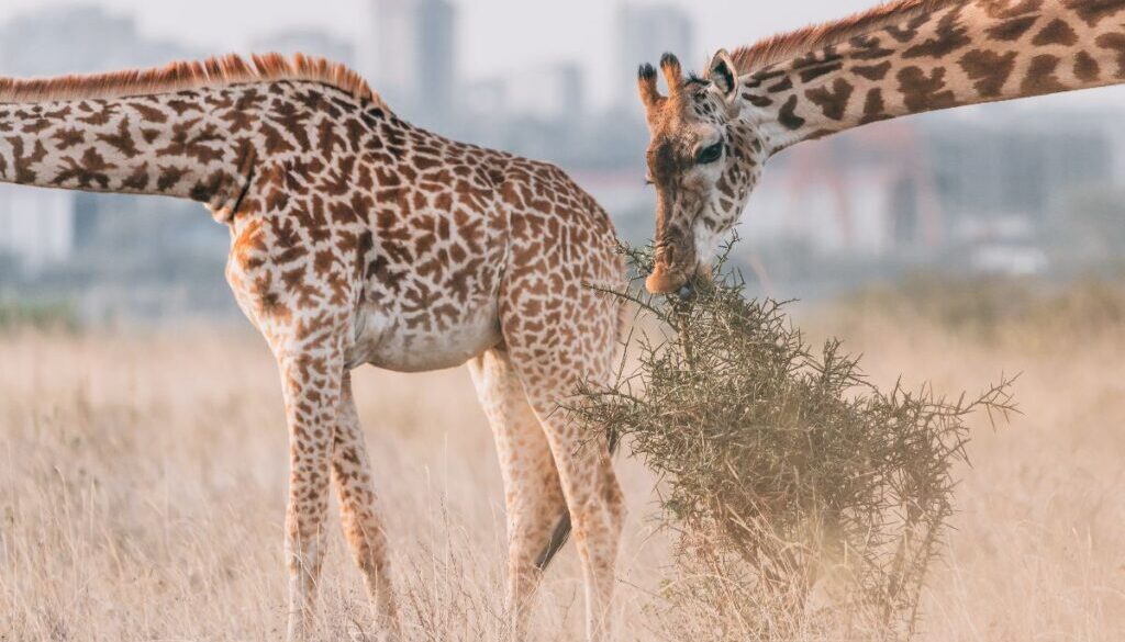 A view from the Nairobi National Park