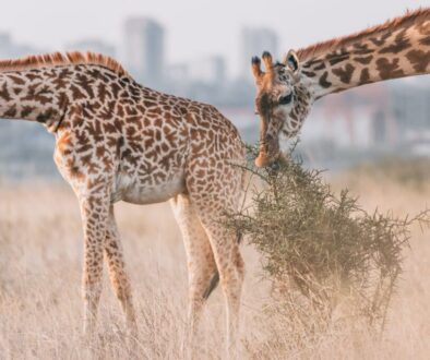 A view from the Nairobi National Park