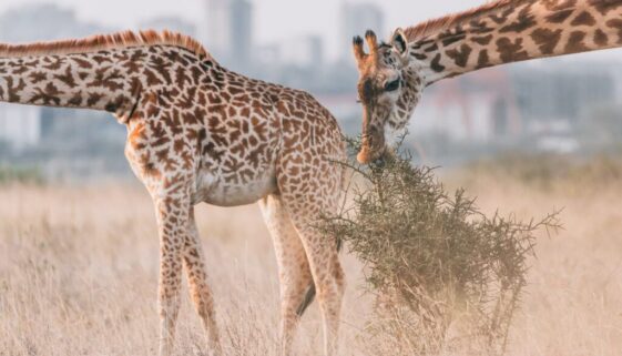 A view from the Nairobi National Park