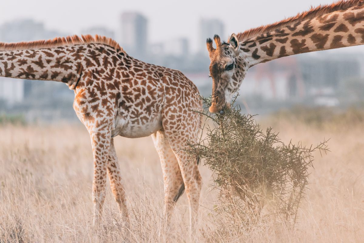 A view from the Nairobi National Park