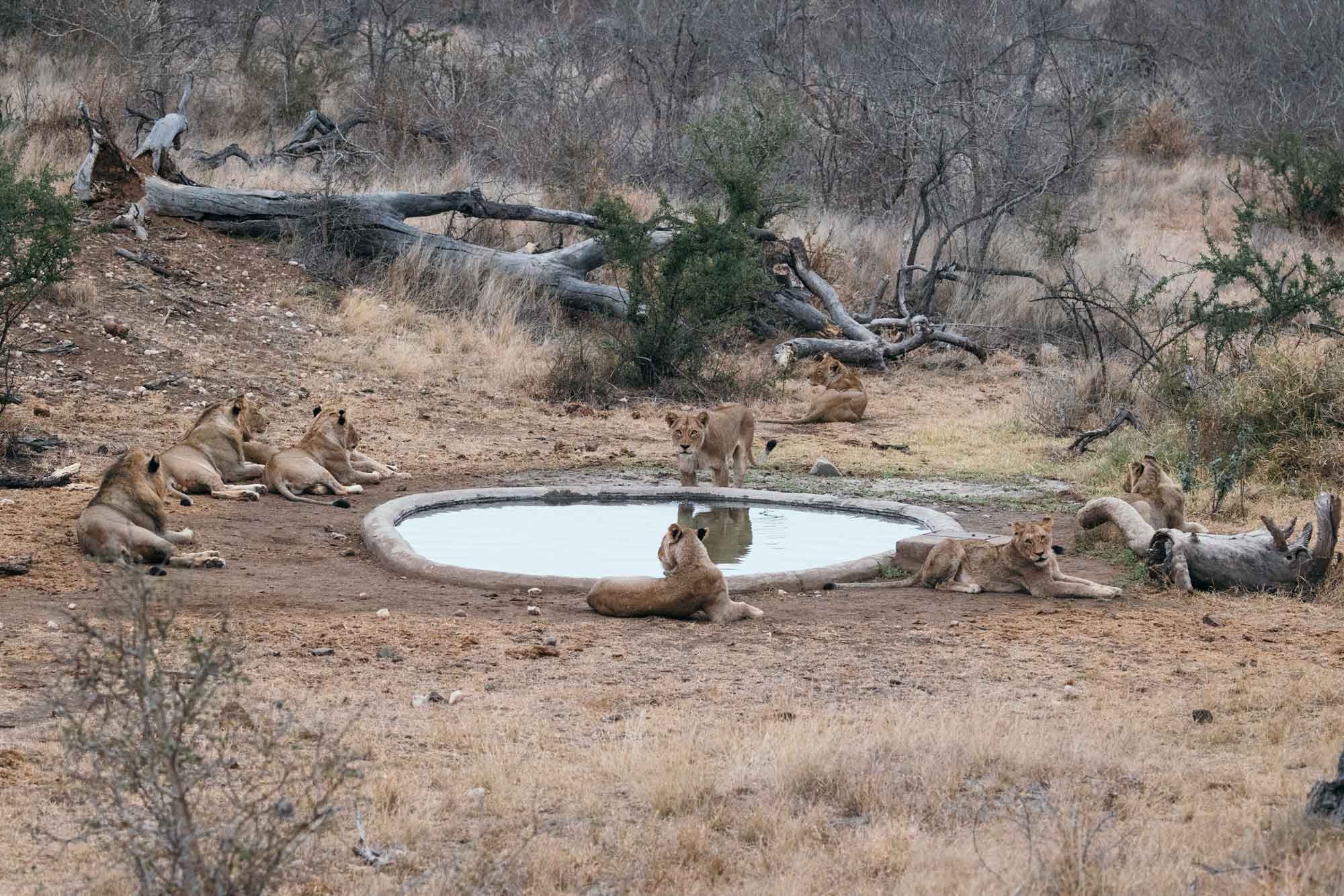 Safari experiences at the Isambane Camp watering hole