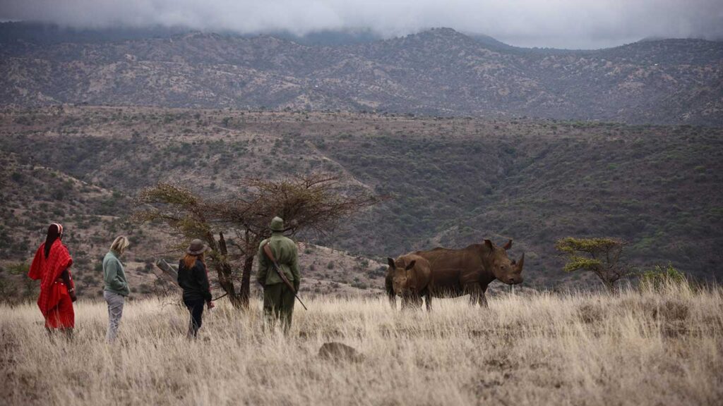 Rhino tracking
