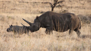 Tracking Rhinos