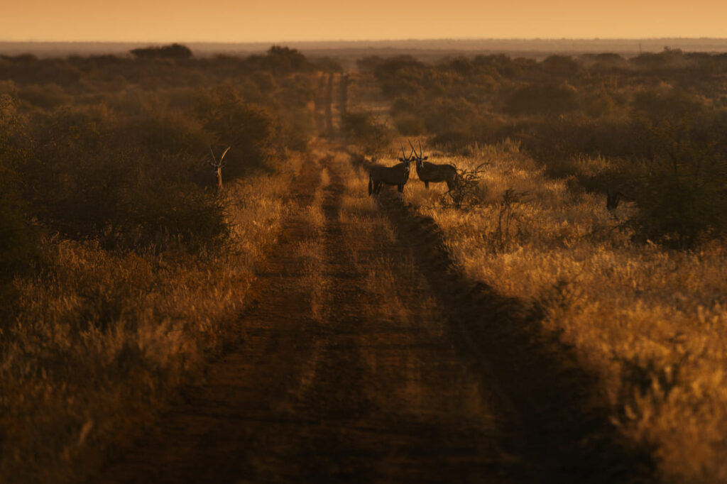 Tracking Wildlife