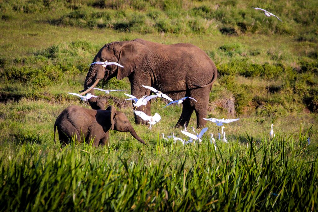 Elephants and egrets Lewa Conservancy Laikipia Kenya