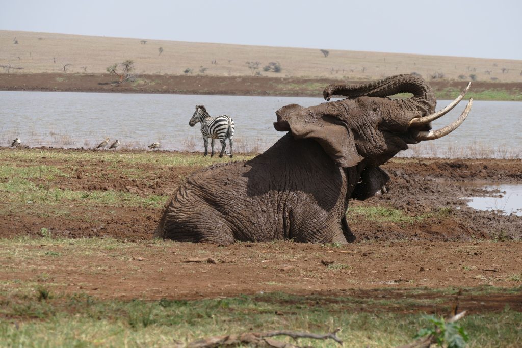 Elephant mud bathing at Sirikoi waterhole Lewa Conservancy Kenya