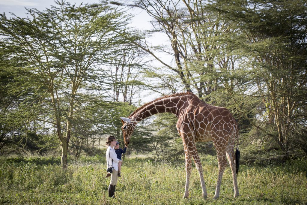 Family encounter with reticulated giraffe at Sirikoi Lewa Kenya