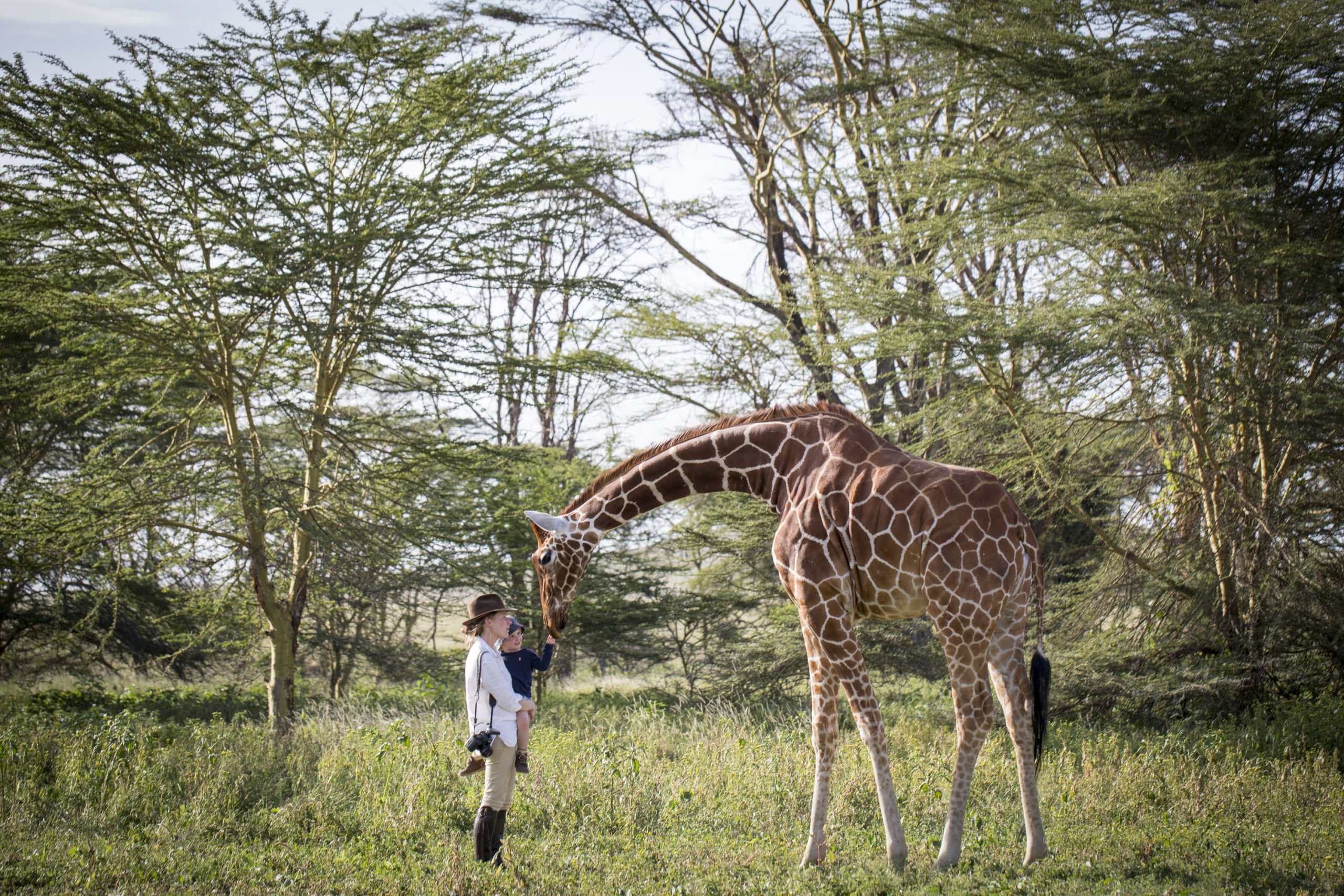 Family encounter with reticulated giraffe at Sirikoi Lewa Kenya