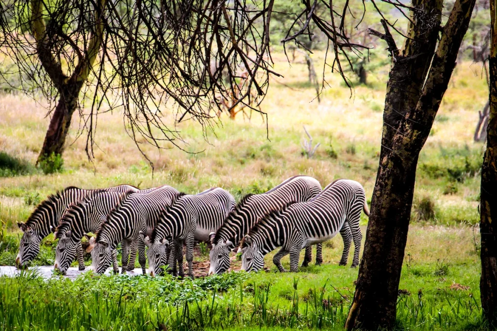 Grevy's zebra in Lewa Wildlife Conservancy near Sirikoi Lodge, Kenya