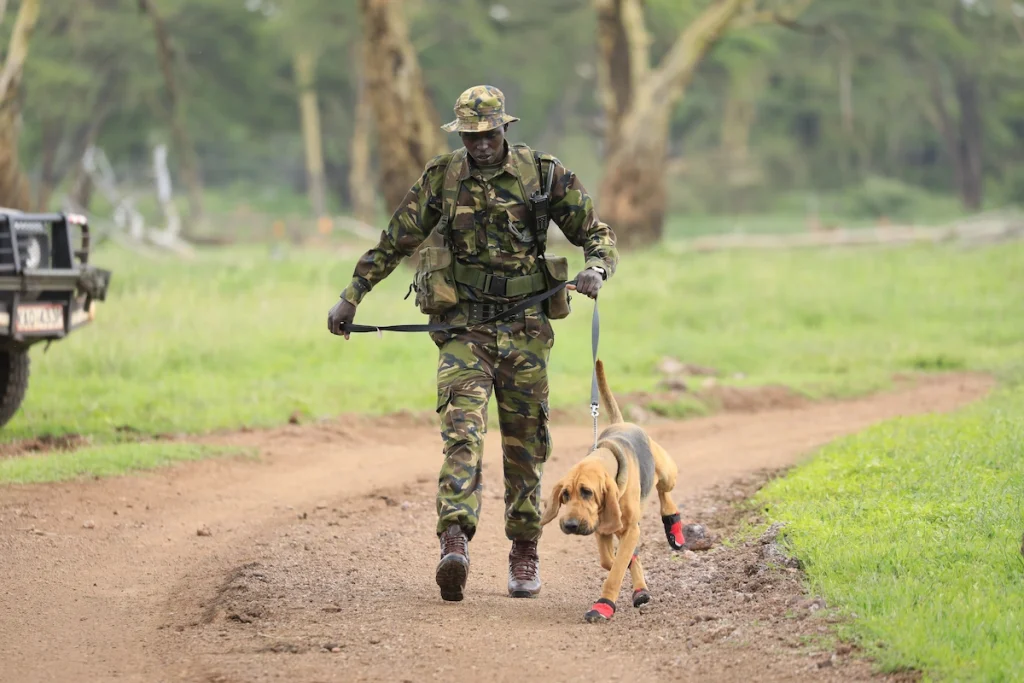Lewa Conservancy ranger anti-poaching Sirikoi Kenya