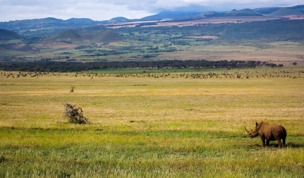 White rhino Lewa Conservancy landscape Sirikoi Kenya
