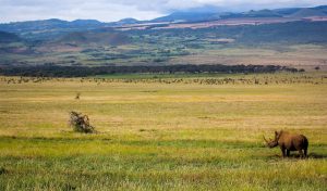 White rhino Lewa Conservancy landscape Sirikoi Kenya