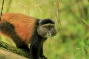 Golden monkey (Cercopithecus mitis kandti) in bamboo forest, Volcanoes National Park, Rwanda
