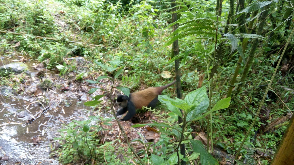 Golden monkey foraging at ground level in bamboo forest, Volcanoes National Park, Rwanda