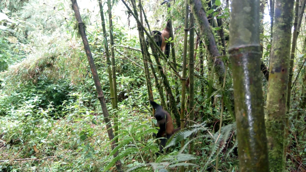 Two golden monkeys (Cercopithecus mitis kandti) moving through bamboo forest, Volcanoes National Park, Rwanda