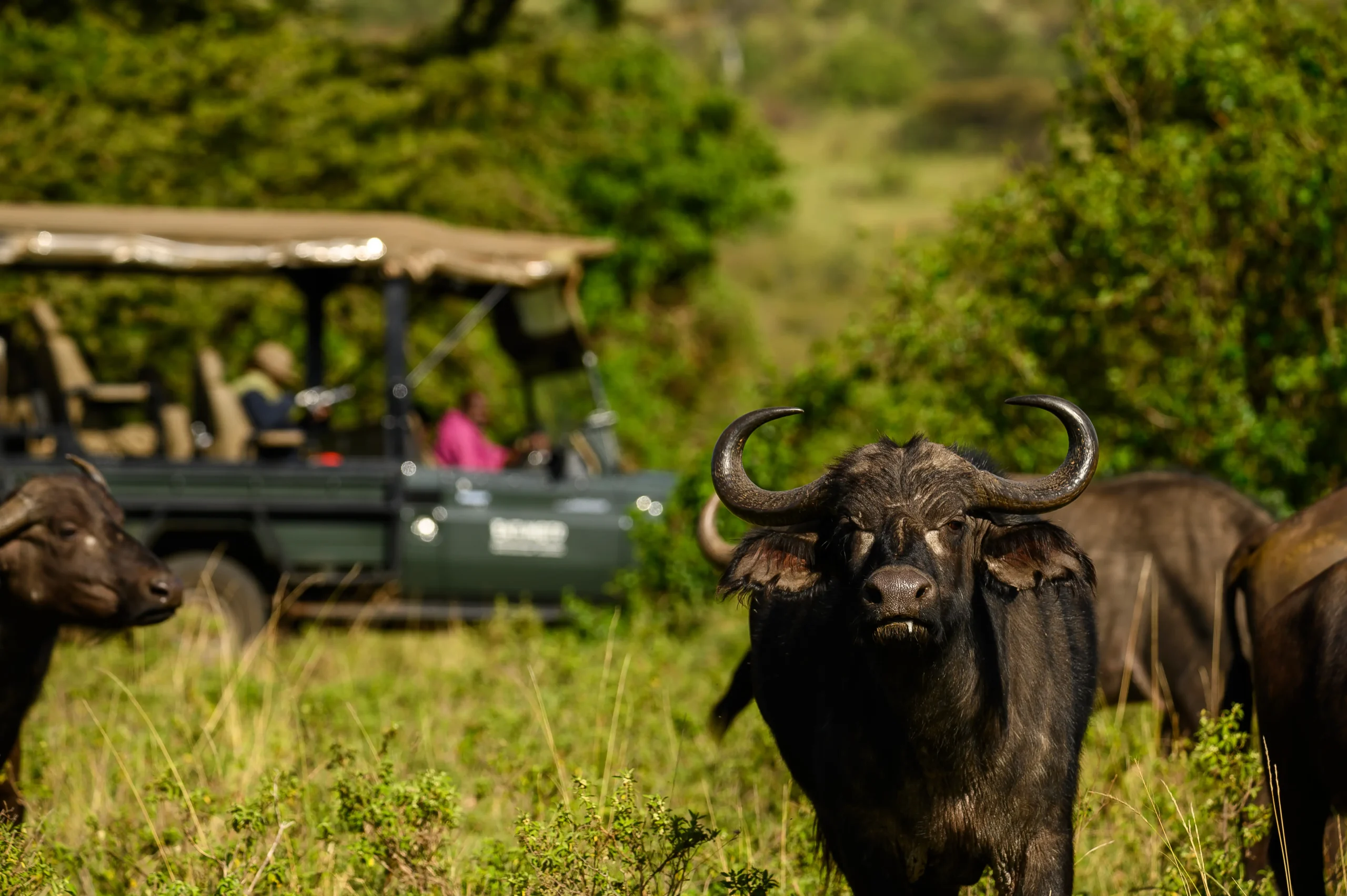Cape buffalo close-up alongside an Entumoto Safari Camp vehicle, Maasai Mara. Photo: Vanessa Knight