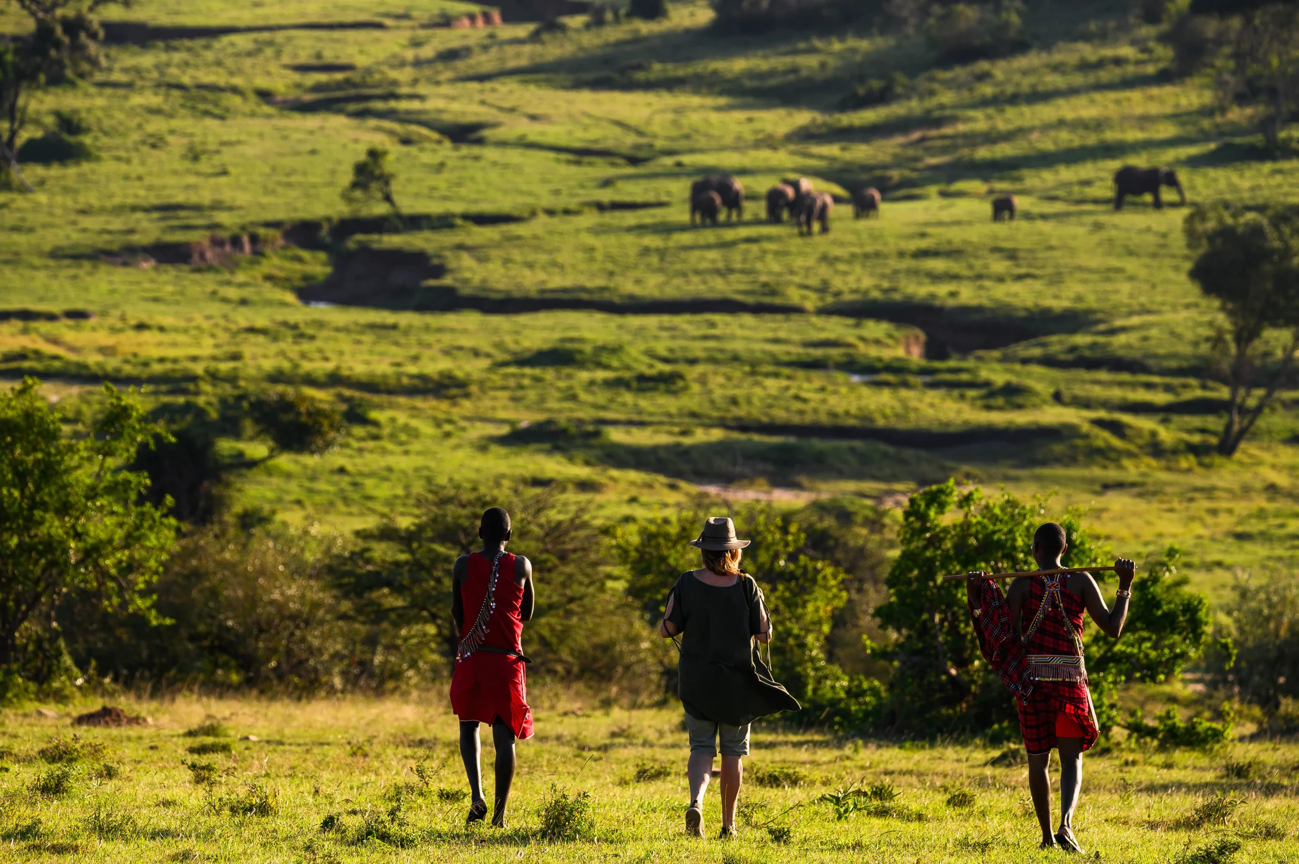 Walking safari with two Maasai guides and a guest, elephants in background, Entumoto Safari Camp. Photo: Vanessa Knight